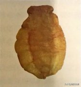 黑蒜鸡脚炖花胶 
