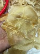 花胶可以炖鸽蛋吗 花胶可以炖鸽子吗