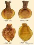 花胶多少钱 花胶多少钱一斤干的