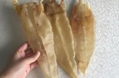 炖花胶不吃花胶 炖花胶只喝汤不吃花胶有用吗