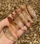 花胶孕后什么时候吃 怀孕什么时候开始吃花胶