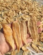 煲汤花胶 煲花胶汤用什么材料