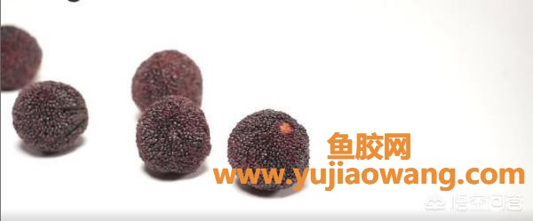 杨梅里面的虫子能吃吗 杨梅上的虫子能吃吗 杨梅里面的虫子能吃吗 杨梅上的虫子能吃吗