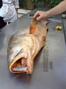 花胶能和桂圆红枣一起煮吗 花胶炖红枣桂圆