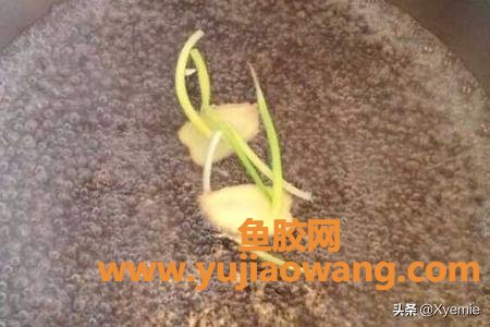 花胶泡酒 花胶泡酒的营养 花胶泡酒 花胶泡酒的营养