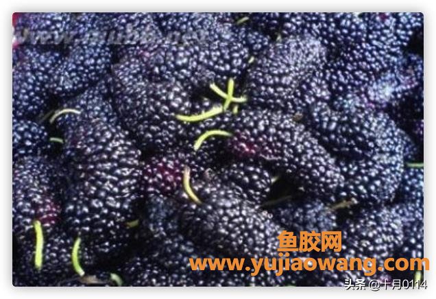 桑葚酒的做法 桑葚酒的做法