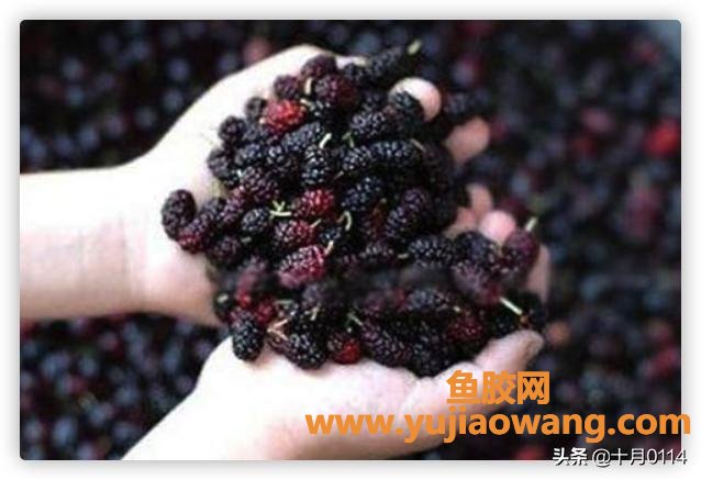 桑葚酒的做法 桑葚酒的做法
