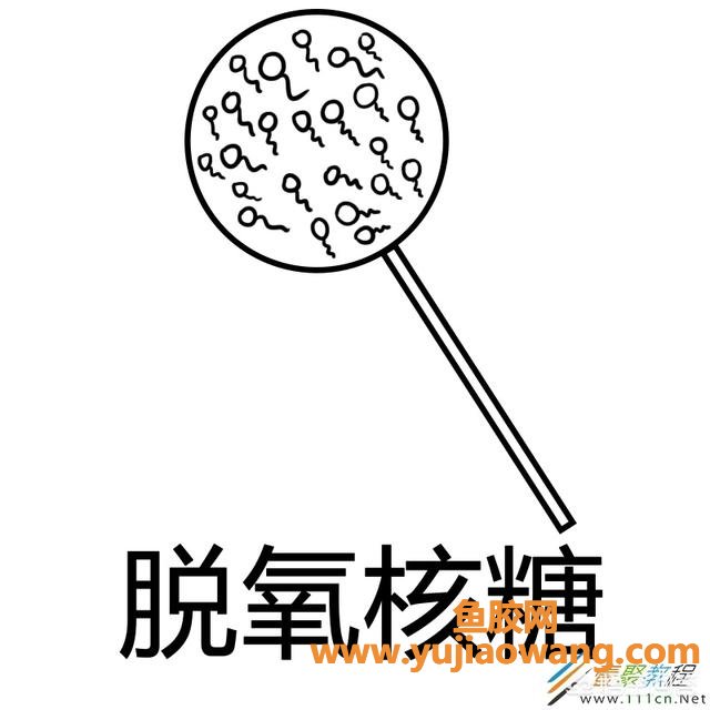 脱氧核糖是什么 脱氧核糖是什么梗 脱氧核糖是什么 脱氧核糖是什么梗