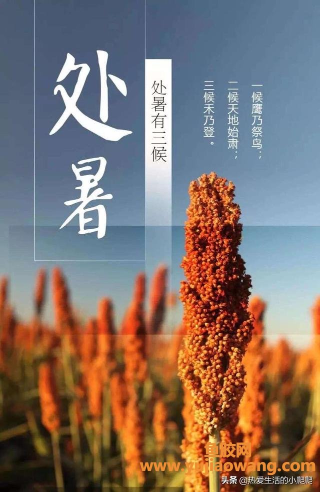 处暑养生 处暑养生知识 处暑养生 处暑养生知识