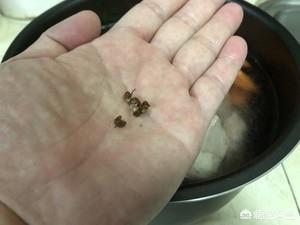 羊排的做法大全家常 羊排的做法大全家常清炖羊排 羊排的做法大全家常 羊排的做法大全家常清炖羊排