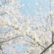 地沟油提炼生物柴油 地沟油提炼生物柴油需要办理哪些手续