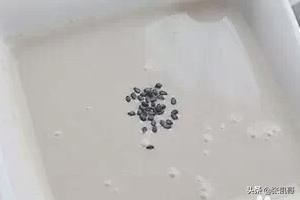 如何用豆浆机做米糊 如何用豆浆机做米糊? 如何用豆浆机做米糊 如何用豆浆机做米糊?