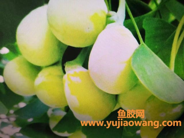 白果食用方法 鲜白果的正确吃法与功效 白果食用方法 鲜白果的正确吃法与功效