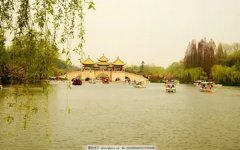 南星的功效与作用 南星的功效与作用及禁忌