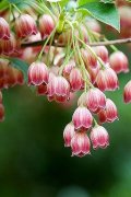 脸上痤疮疤痕 脸上痤疮疤痕办法