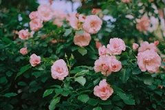 轮状病毒苗 轮状病毒苗可以不打吗