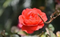 花卷馒头的做法大全 葱花卷馒头的做法大全