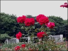 苏花的功效 苏花的功效与作用禁忌