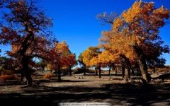 品鉴即食燕窝 品鉴即食燕窝创始人