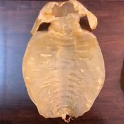 康恩贝胶原蛋白粉能美白吗 康恩贝胶原蛋白粉能美白吗是真的吗