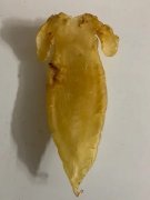 同仁堂壹刻品燕窝怎么做