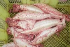 鱼胶泡发蒸几分钟 鱼胶泡发蒸几分钟能熟