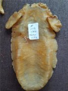 女人吃什么能补胶原蛋白