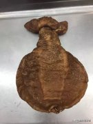 炖花胶用什么牛奶好 炖花胶用什么牛奶好喝