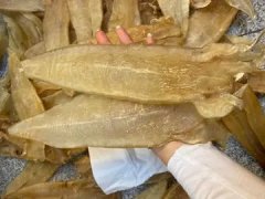 鲮鱼胶的功效与作用 鳘鱼胶的功效与作用的功效及吃法