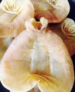 鳕鱼胶有假的吗 鳕鱼胶会有假的吗