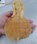 赤嘴鱼胶是什么鱼的鱼泡 水晶赤嘴鱼胶是什么鱼的鱼泡