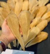 鱼胶和什么炒着 鱼胶和什么炒着好吃