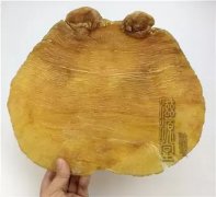 金龙鱼胶和鳕鱼胶哪种好 金龙鱼胶和鳕鱼胶哪种好