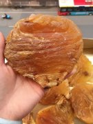 巴西白花胶是什么鱼 巴西白花胶是什么鱼吃的