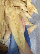 鱼胶价格表功效 鱼胶 价钱