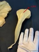 怎么看真假燕窝 怎么看真假燕窝图片