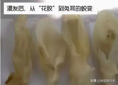 发好的花胶怎么保存 发好的花胶怎么保存不会坏