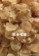 牛奶炖花胶可以天天吃吗 
