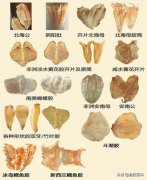 鲟鱼胶原蛋白肽价钱 鲟鱼肽的价格