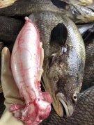 同仁堂鱼胶170克价格 