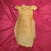 黄花胶怎么样 黄花胶怎么样算好的