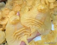 红枣桂圆花胶功效 红枣桂圆的功效和作用及禁忌