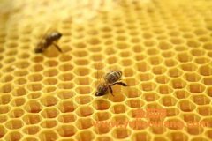 蜂胶4类人不能吃 蜂胶4类人不能吃 警惕这四种人不能吃蜂胶