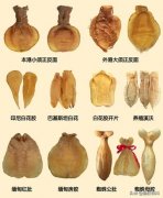 白燕燕窝好吗 白燕燕窝好吗能吃吗