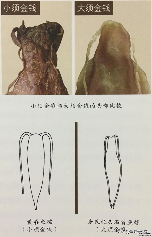 什么样的鱼胶最好