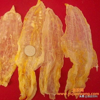 干鱼肚泡发的正确方法