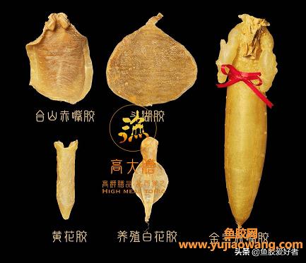 新手如何挑选鱼胶