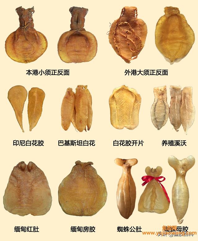 鱼胶种类功效有区别