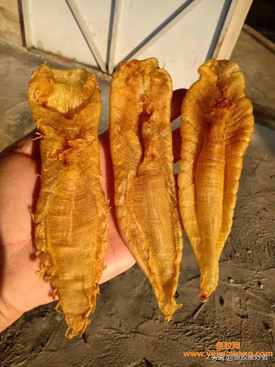 便宜小的鱼胶有营养吗