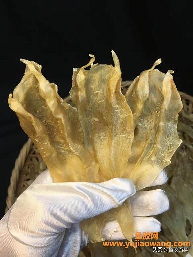 燕窝和鱼胶哪个对女性好